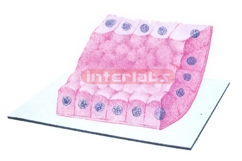 THREE-DIMENSIONAL MODEL OF SIMPLE CUBOIDAL EPITHELIUM